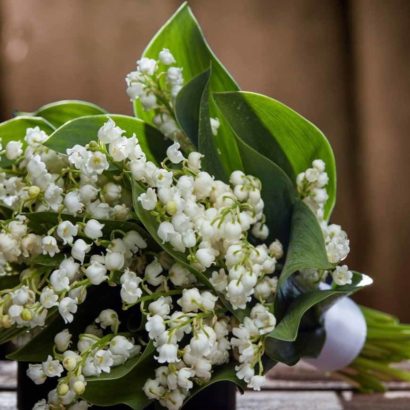 Sprigs of lily of the valley