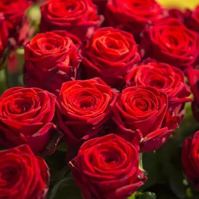 Un magnifique bouquet de roses rouges pour la Saint-Valentin