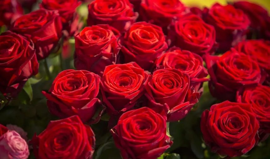 red roses bouquet