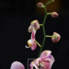 Orchidée Phalaenopsis rose deux branches