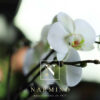 Orchidée Narmino
