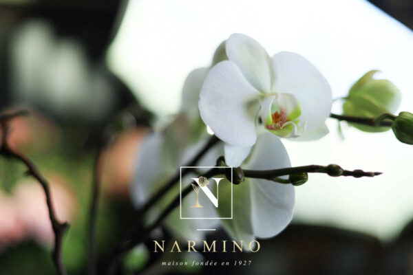 Orchidée Narmino