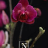 Orchidées Phalaenopsis cerise